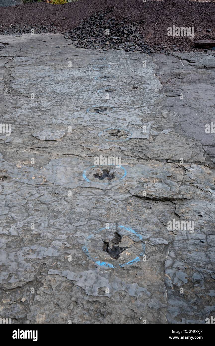 La cava di roccia con impronte di dinosauri dell'era Triassica apre per un fine settimana all'anno ai visitatori. Le impronte sono state trovate nel 1989 da un geologo al lavoro Foto Stock