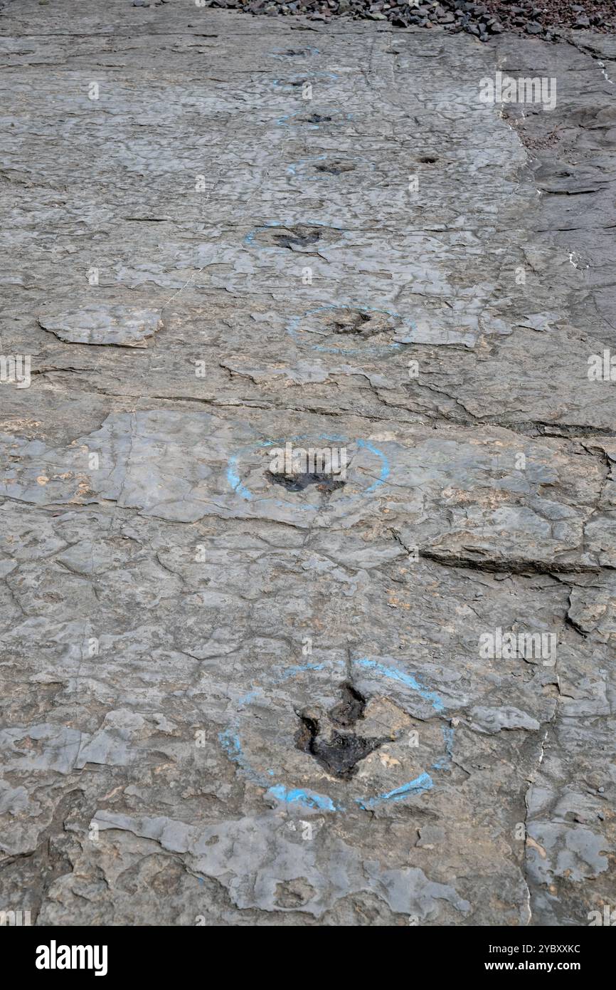 La cava di roccia con impronte di dinosauri dell'era Triassica apre per un fine settimana all'anno ai visitatori. Le impronte sono state trovate nel 1989 da un geologo al lavoro Foto Stock