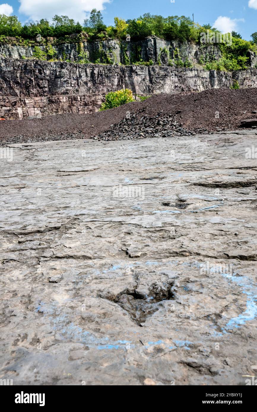 La cava di roccia con impronte di dinosauri dell'era Triassica apre per un fine settimana all'anno ai visitatori. Le impronte sono state trovate nel 1989 da un geologo al lavoro Foto Stock