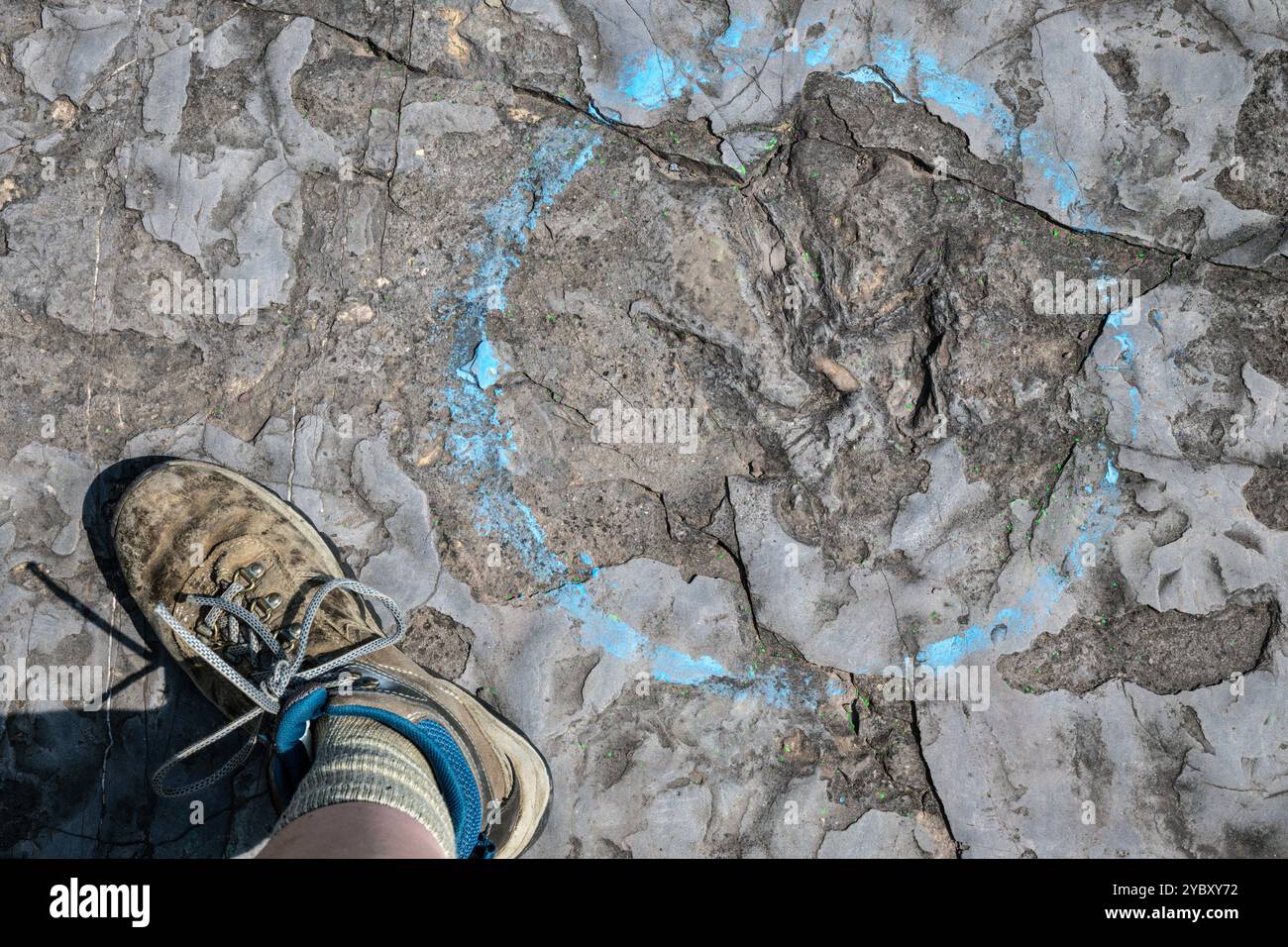 La dimensione del fotografo è di 7 piedi accanto a un'impronta di dinosauro per la scala. La cava di roccia con impronte di dinosauri dell'era Triassica apre per un fine settimana all'anno Foto Stock