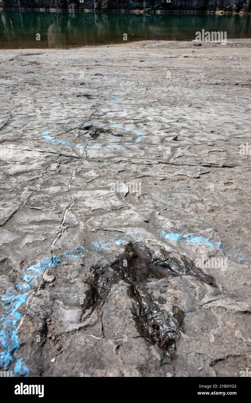 La cava di roccia con impronte di dinosauri dell'era Triassica apre per un fine settimana all'anno ai visitatori. Le impronte sono state trovate nel 1989 da un geologo al lavoro Foto Stock