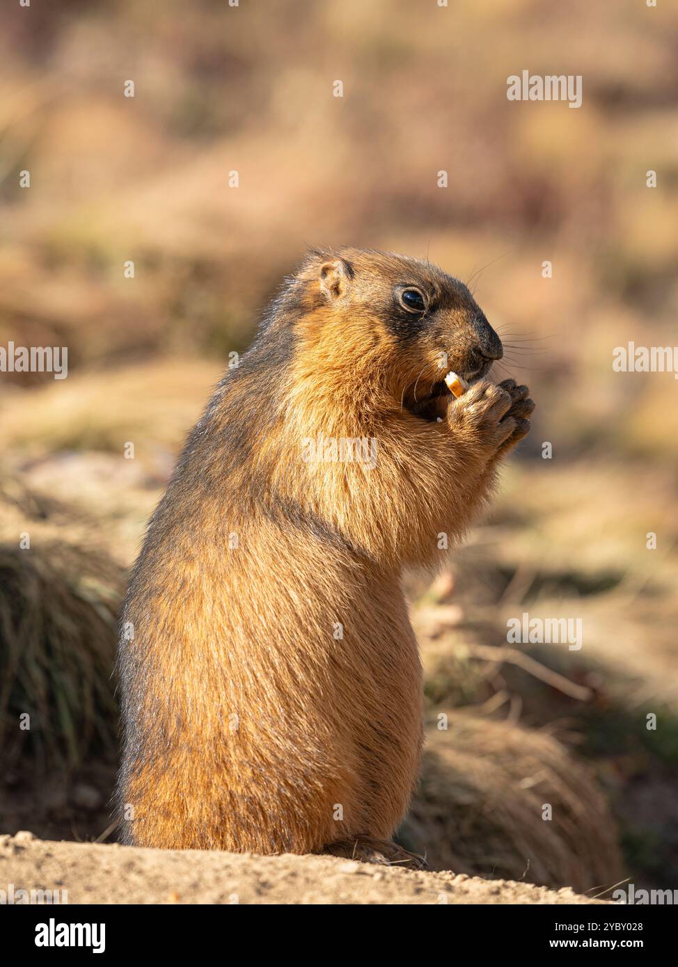 Vista ravvicinata della marmota caudata in piedi, nota anche come marmotta dorata o marmotta dalla coda lunga che mangia biscotti alla luce del sole, delle pianure di Deosai, del Gilgit-Baltistan, Pakistan Foto Stock