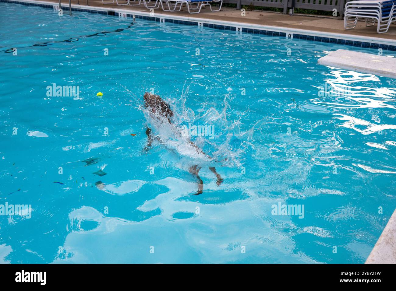 Un cane labradoodle bruno salta in una piscina inseguendo una palla. Sequenza. In una comunità condominiale ad Arlington, Virginia, i residenti sono inviti a portare Foto Stock