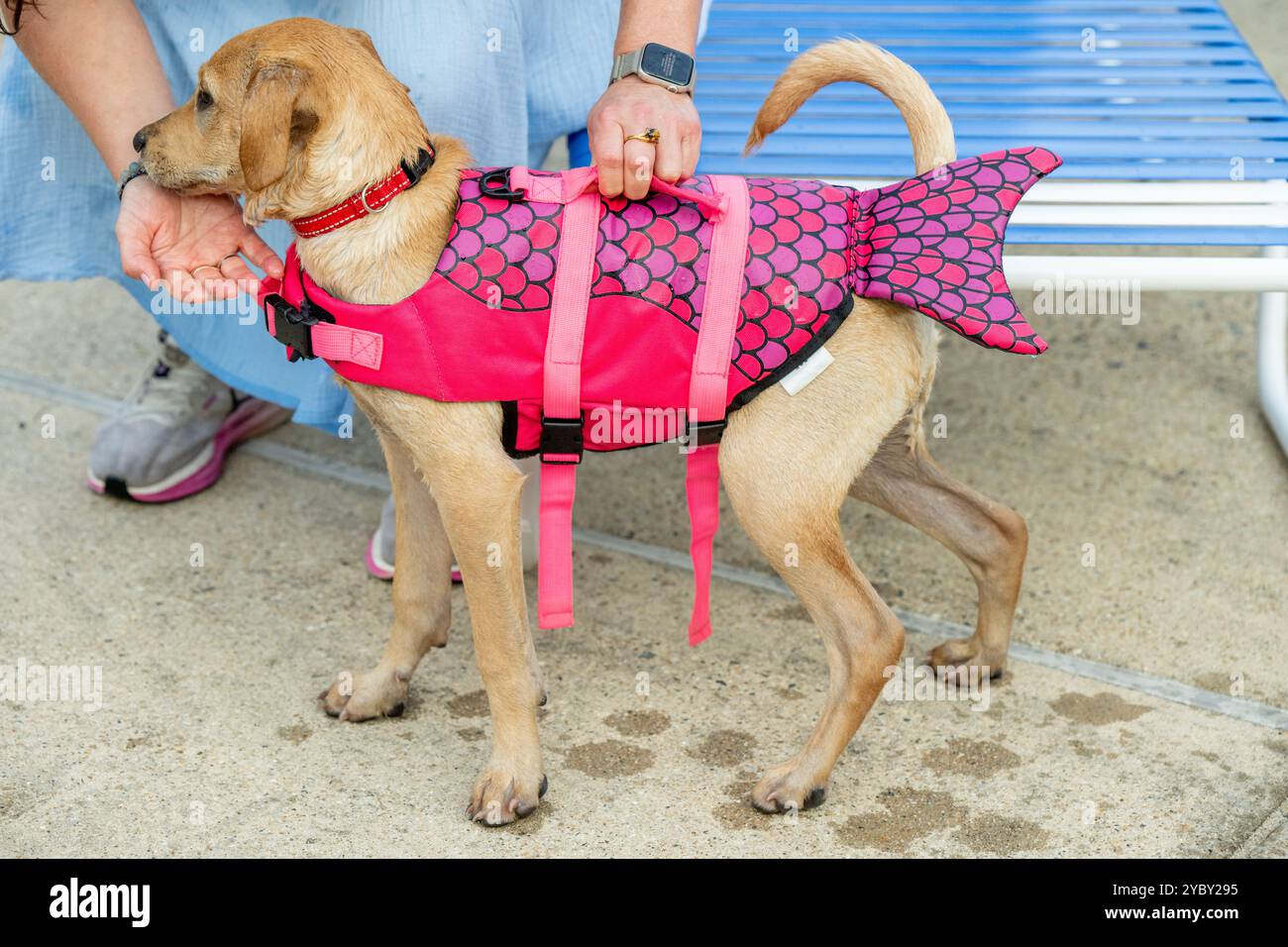 Un cane di razza mista indossa un dispositivo galleggiante personale rosa a forma di pesce progettato per i cani. In una comunità condominiale ad Arlington, Virginia, residenti Foto Stock