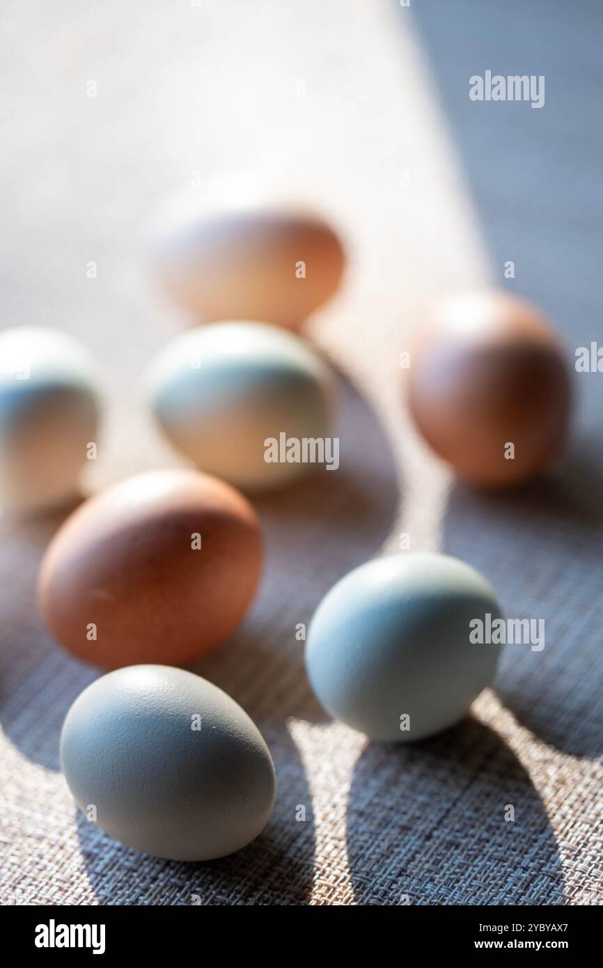 Uova di pollo fresche colorate in varie sfumature di tonalità terrene. Marrone, verde, blu, marrone, bianco. Profondità di campo bassa con ombre forti. Luce soffusa. Foto Stock