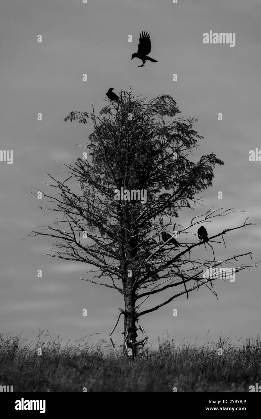 Corvi in un albero con uno sopra. Foto Stock