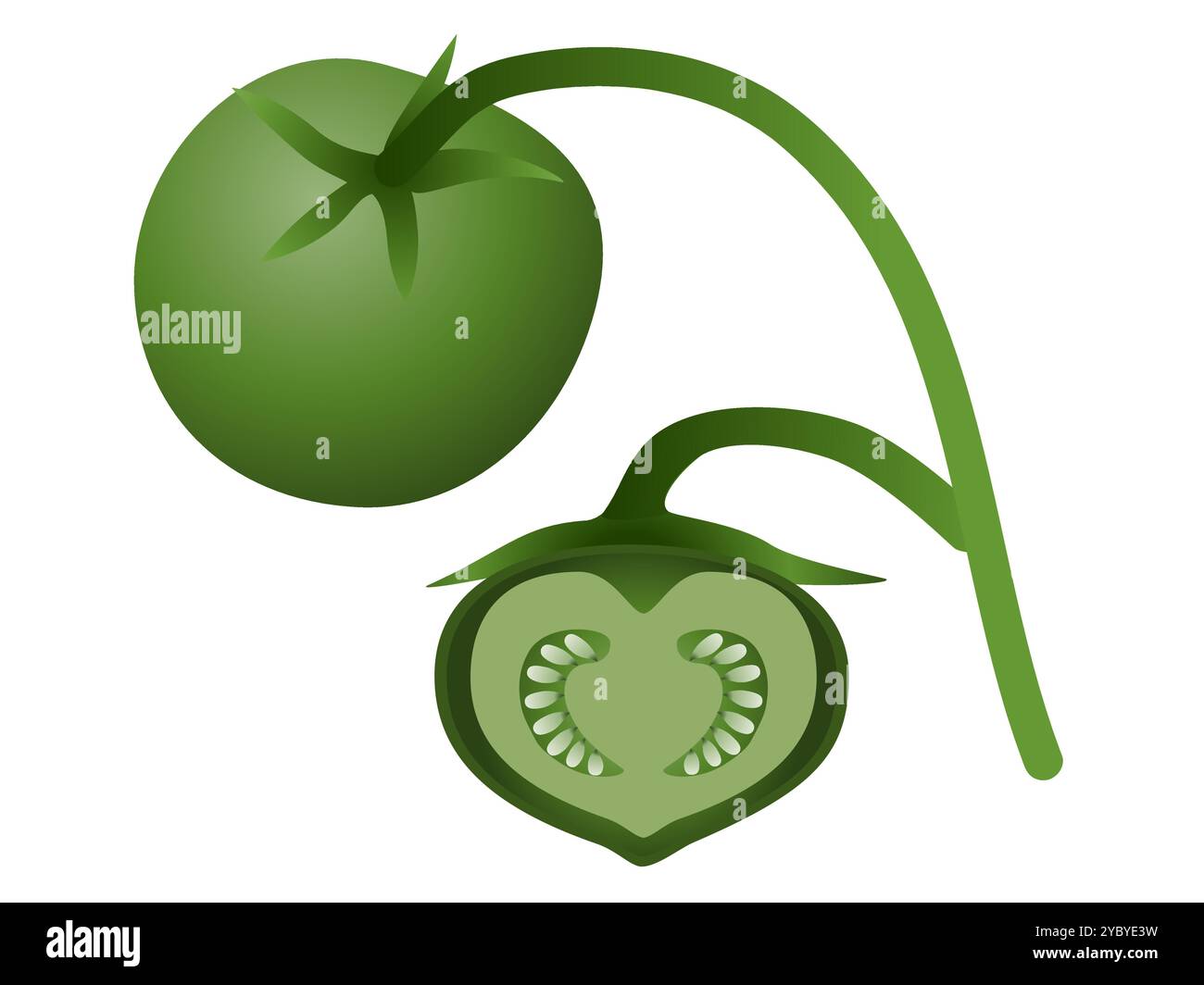 Frutta e semi di patate su sfondo bianco. Illustrazione Vettoriale