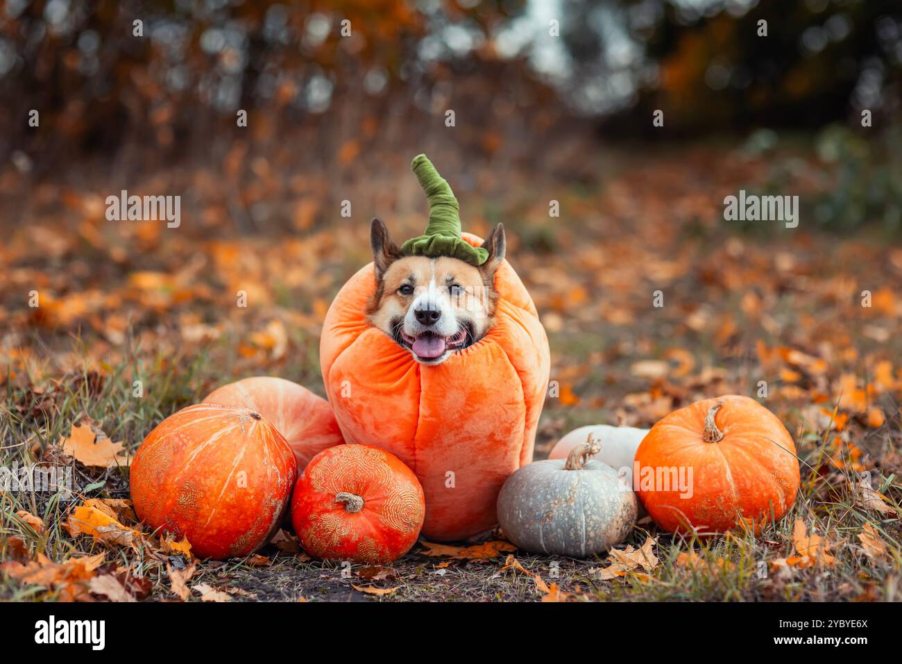 simpatici cani corgi in costume di zucca di halloween seduti nel giardino autunnale circondato da verdure arancioni Foto Stock