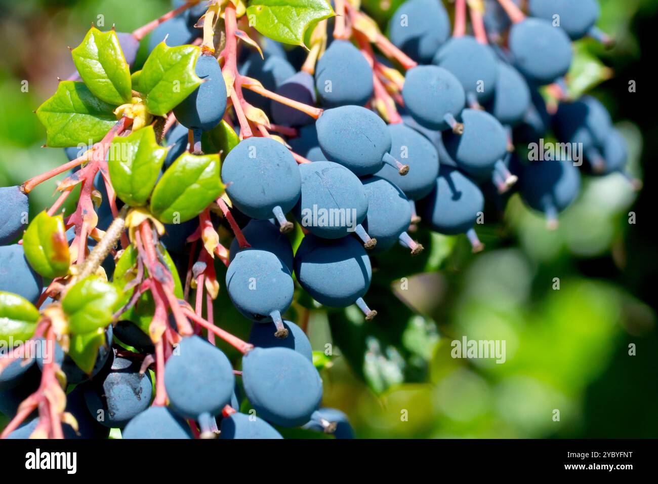 Darwin's Barberry (berberis darwinii), primo piano che mostra le bacche azzurre o il frutto dell'arbusto ornamentale comunemente piantato. Foto Stock