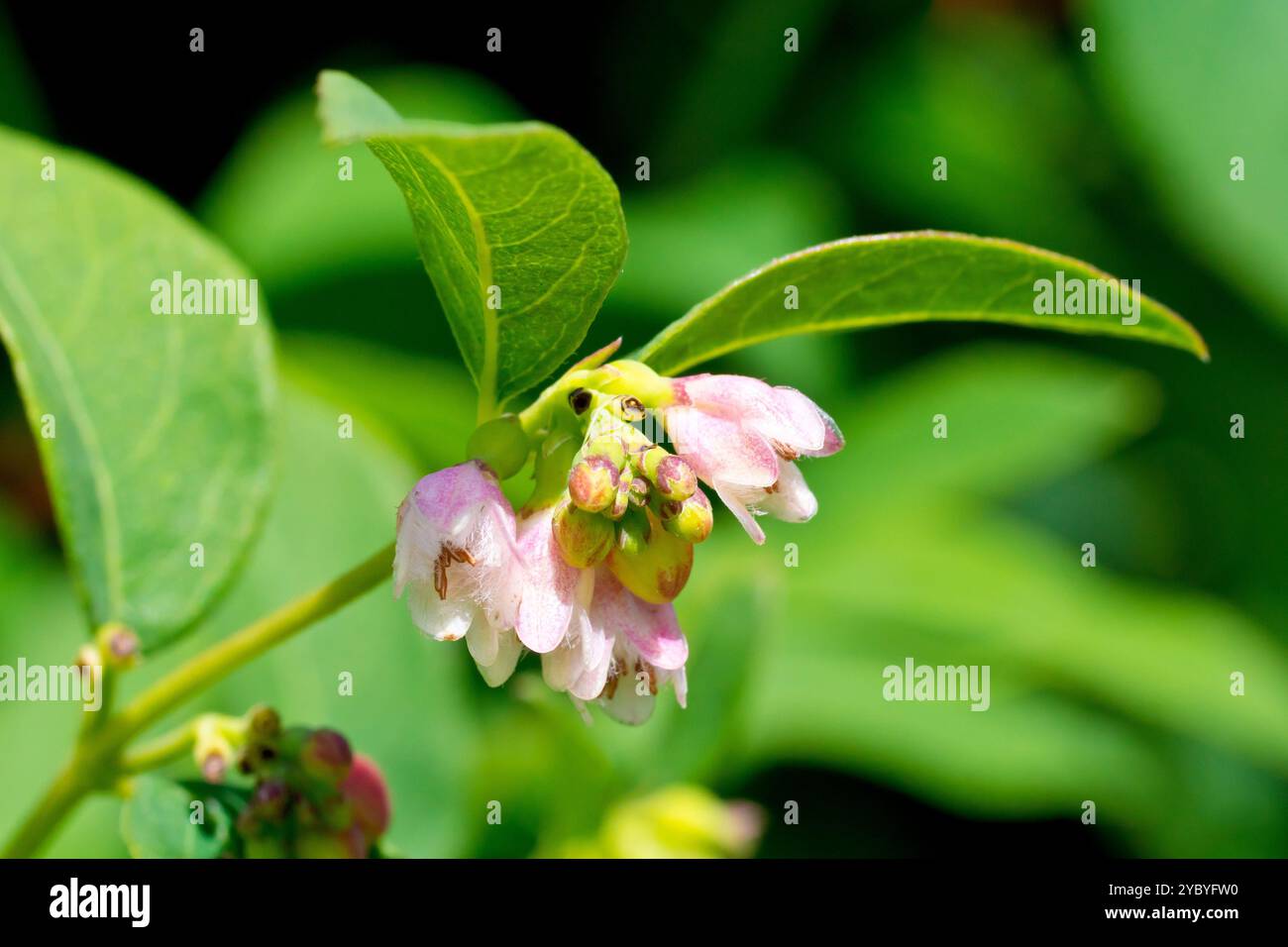 Snowberry (symphoricarpus rivularis), primo piano dei piccoli fiori rosa dell'arbusto comunemente piantato. Foto Stock