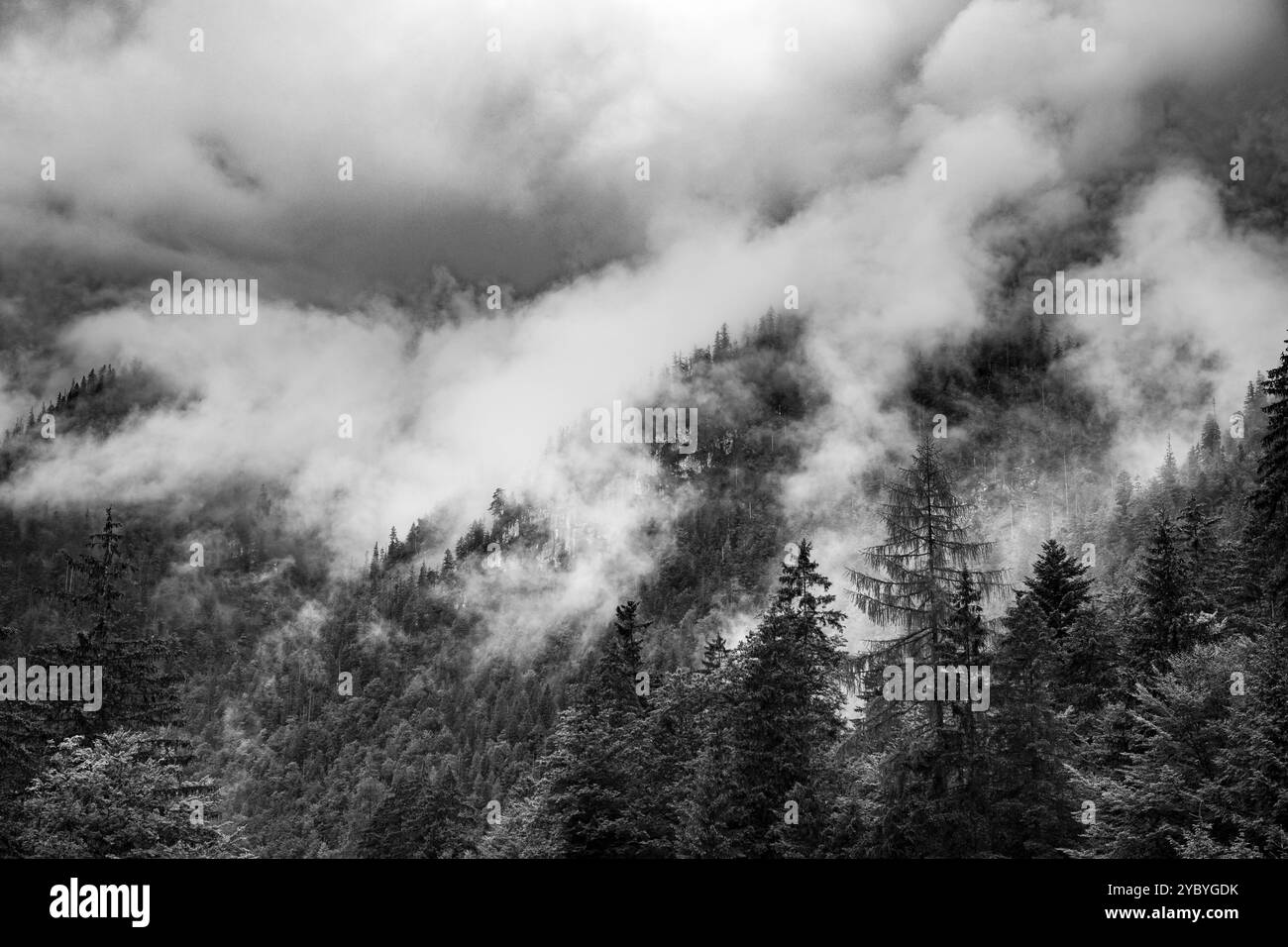 Serena e mistica nebbia densa sulle foreste di Lackenberg, Austria durante l'estate Foto Stock