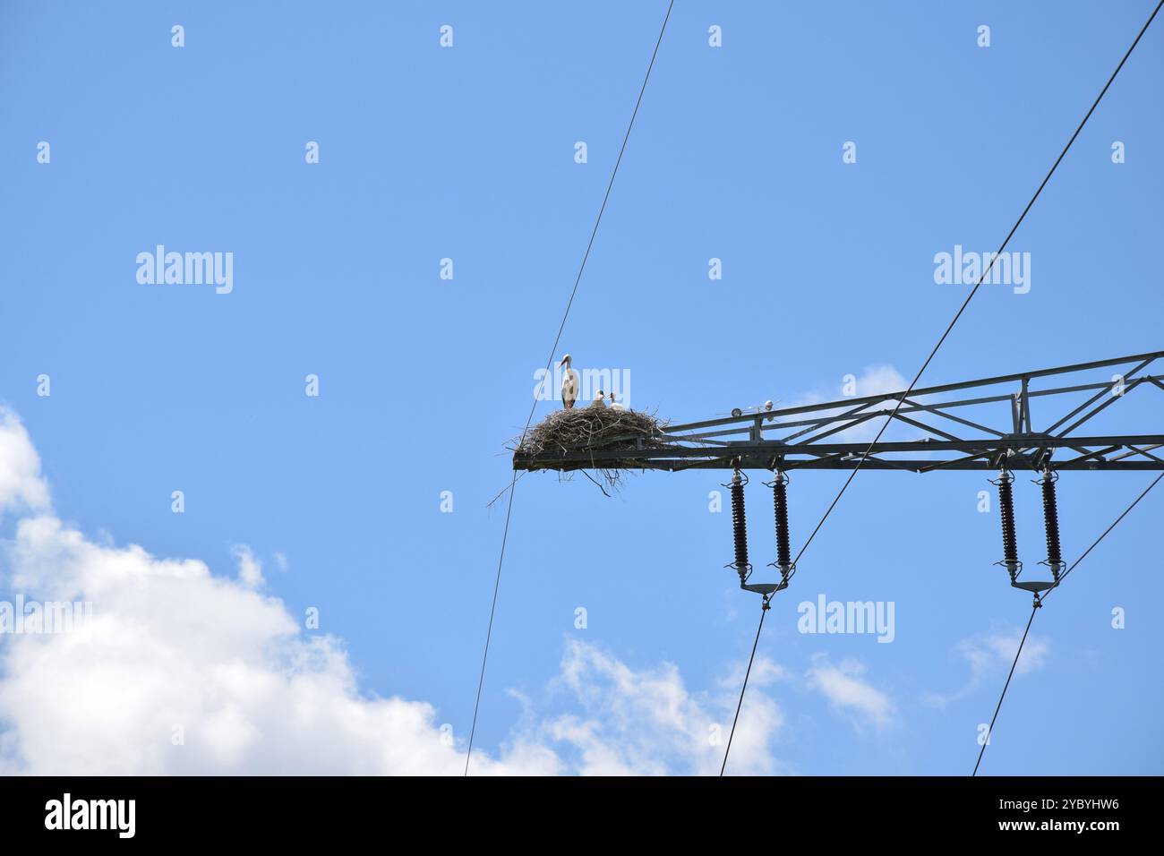 Cicogna bianca adulta in piedi accanto ai suoi pulcini in nido di cicogna su un'asta di alimentazione elettrica al sole con sfondo blu cielo. Foto Stock