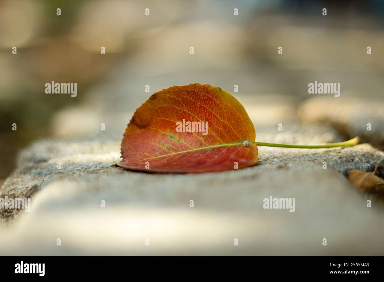 Le foglie dei colori autunnali cadono a terra. Messa a fuoco selettiva sulle lamelle. Foto Stock