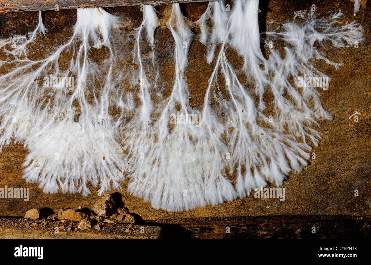 Crescita di funghi su legname nella miniera di Estramos, Ungheria Foto Stock
