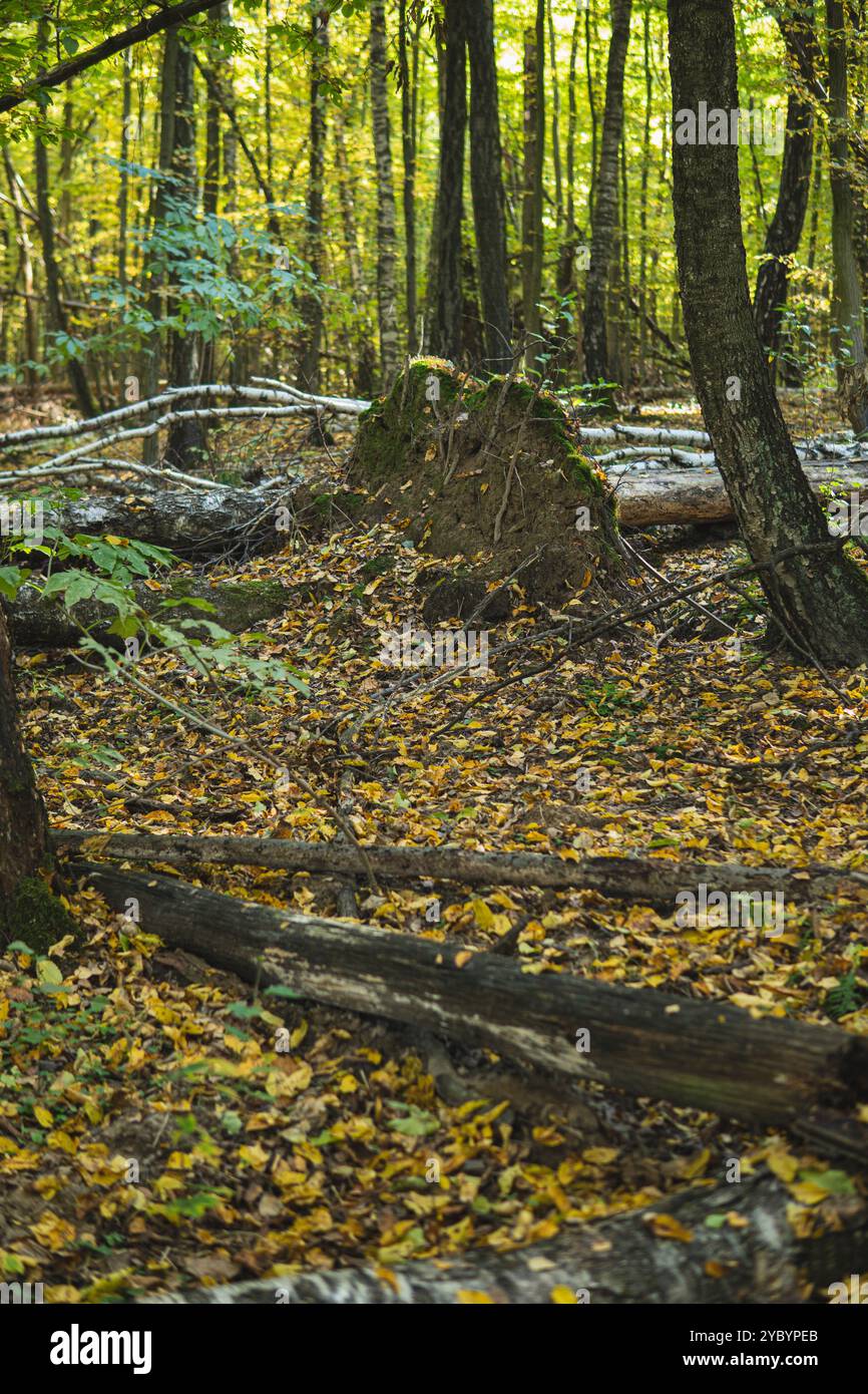 Alberi caduti in una foresta durante il giorno di sole nella stagione autunnale dopo venti forti e devastanti Foto Stock