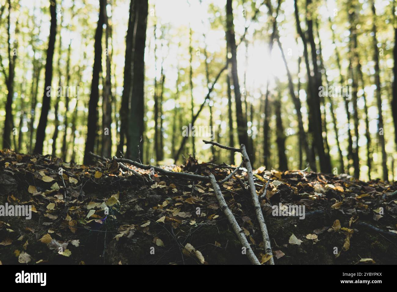 Dettaglio dei piccoli bastoncini che crescono su un terreno in una foresta durante la stagione autunnale Foto Stock