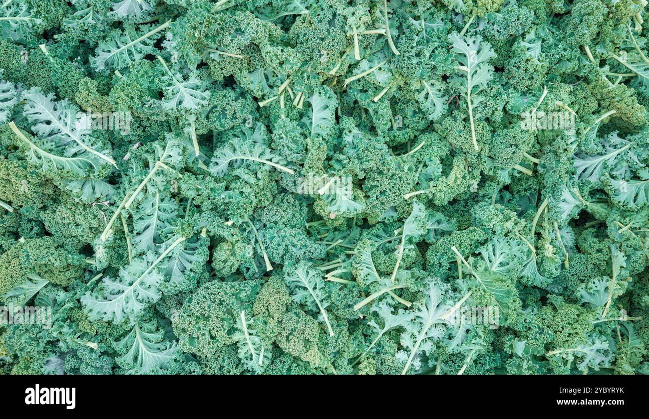 Foto ravvicinata di cavolo organico, messa a fuoco selettiva. Foto Stock