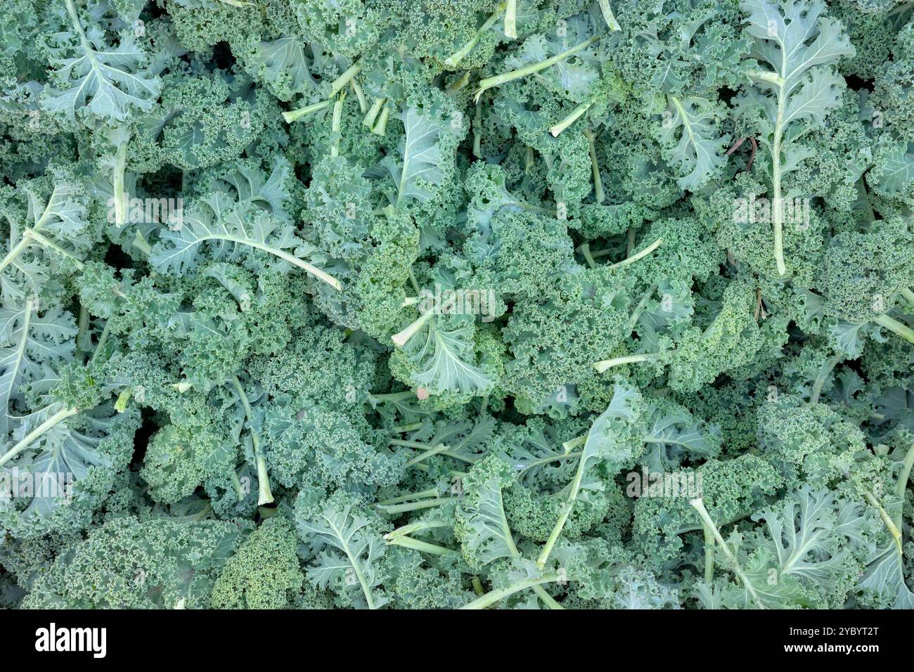 Foto ravvicinata di cavolo organico, messa a fuoco selettiva. Foto Stock