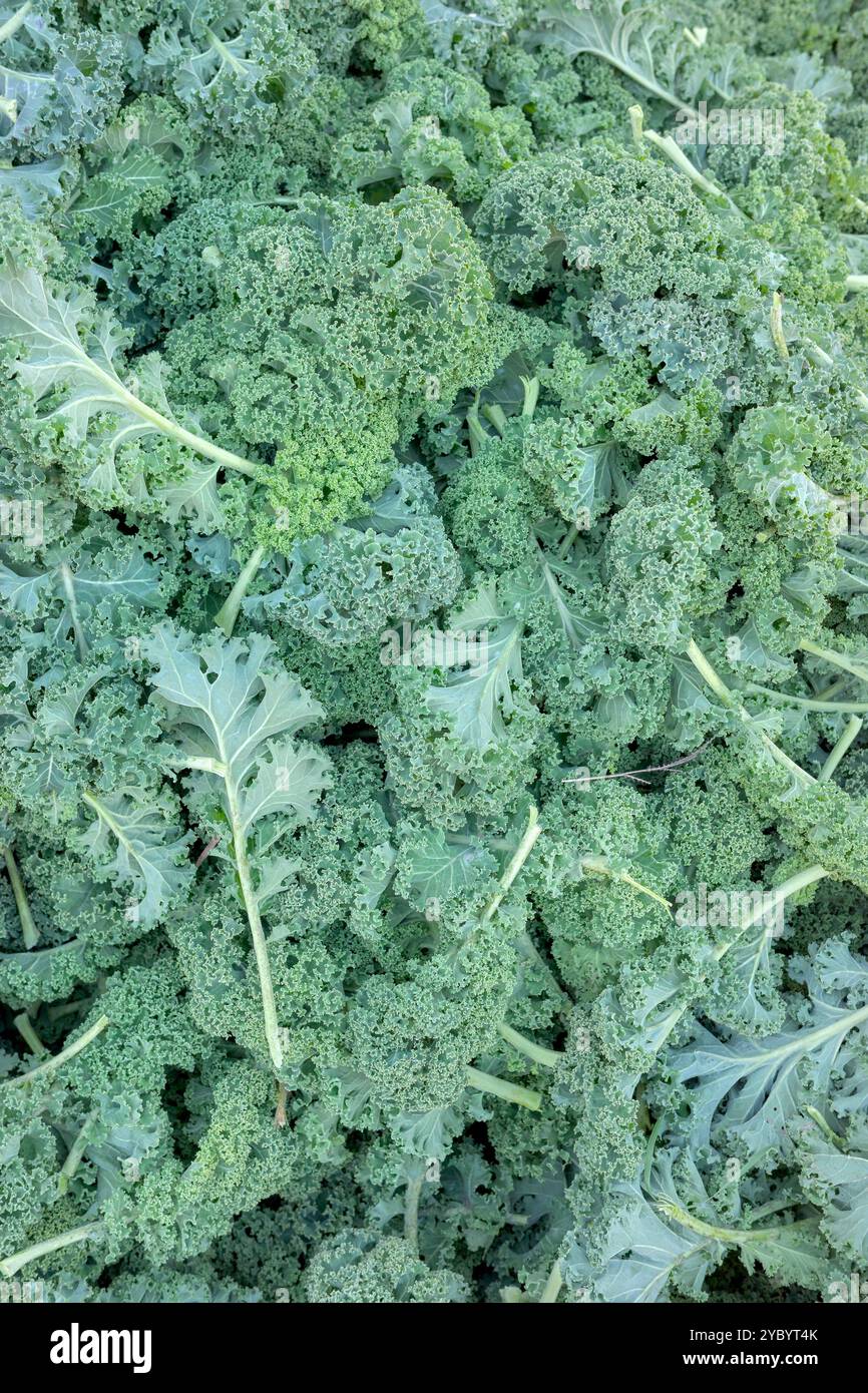 Foto ravvicinata di cavolo organico, messa a fuoco selettiva. Foto Stock