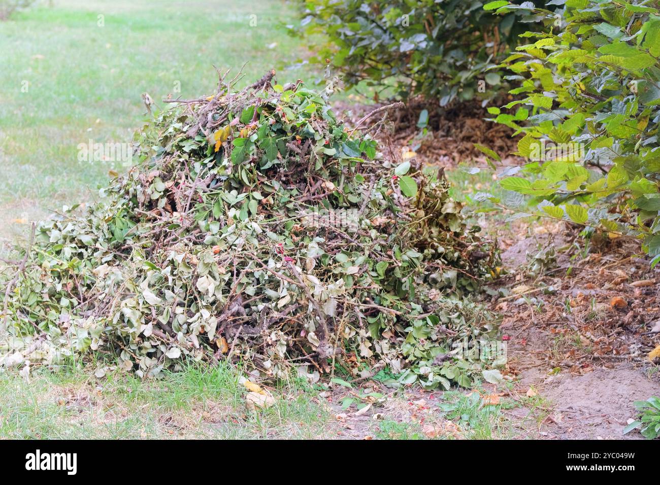 Potare cespugli di rose nel giardino del cottage. Mucchio di rami tagliati. Giardinaggio. Foto Stock