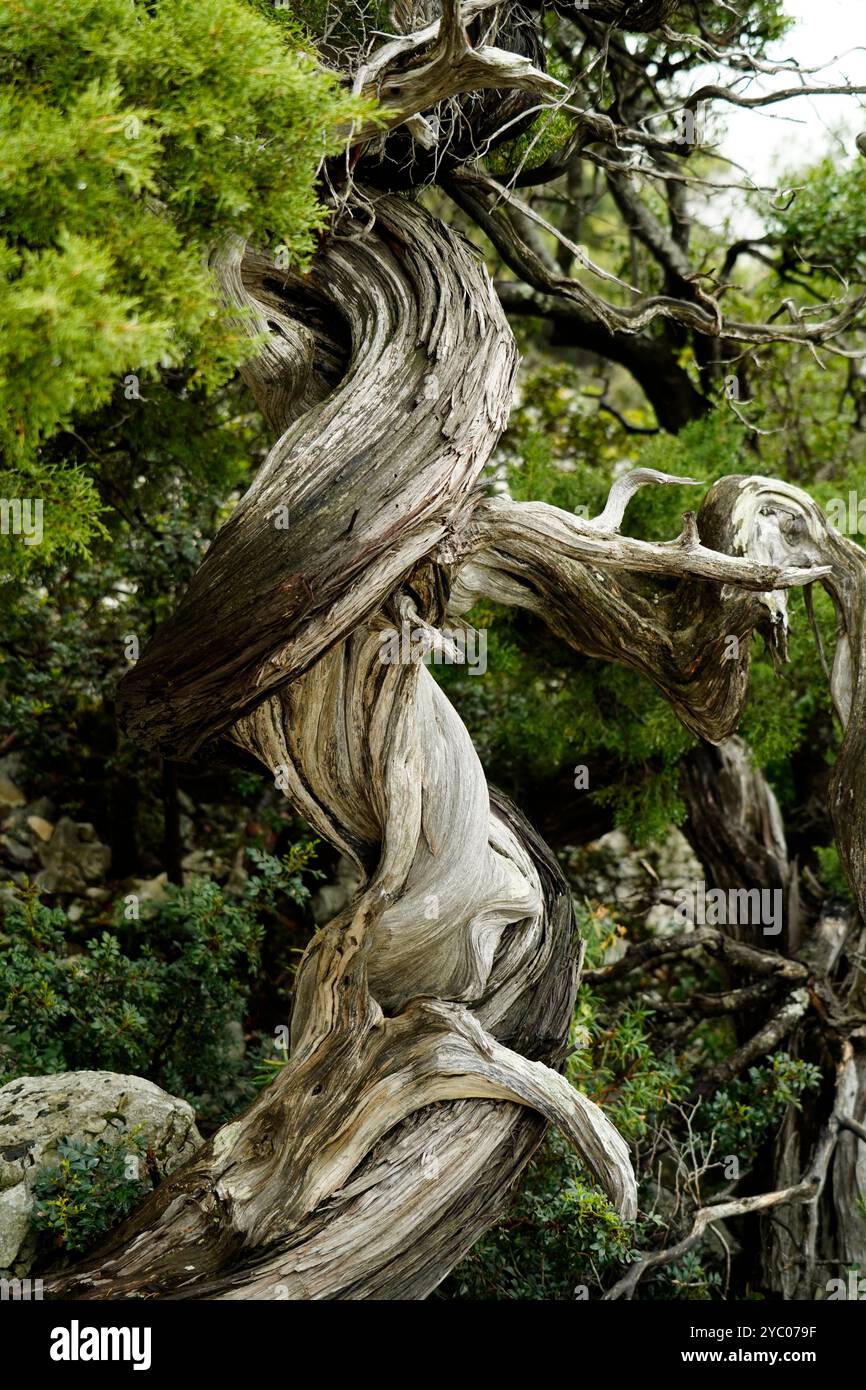 L'esuberante scenario naturale del Supramonte di Orgosolo che ospita la dolina di Tiscali con il villaggio post-nuragico, Orgosolo, Nuoro, Sardegna Foto Stock