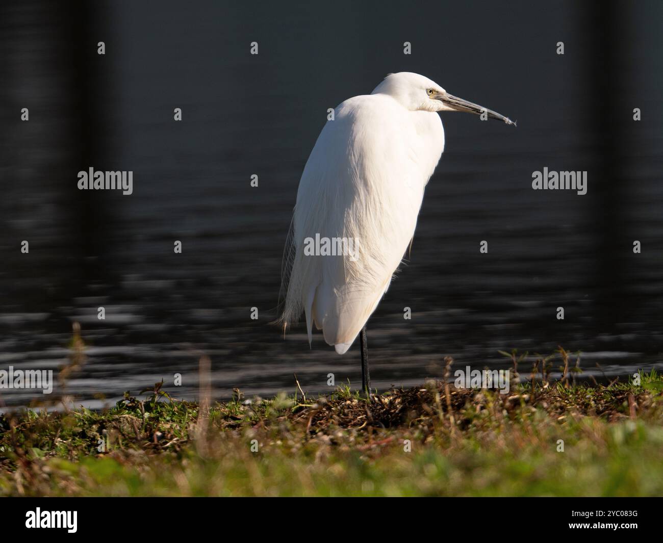 Piccola egretta in posa al sole [Egretta Garzetta] Foto Stock