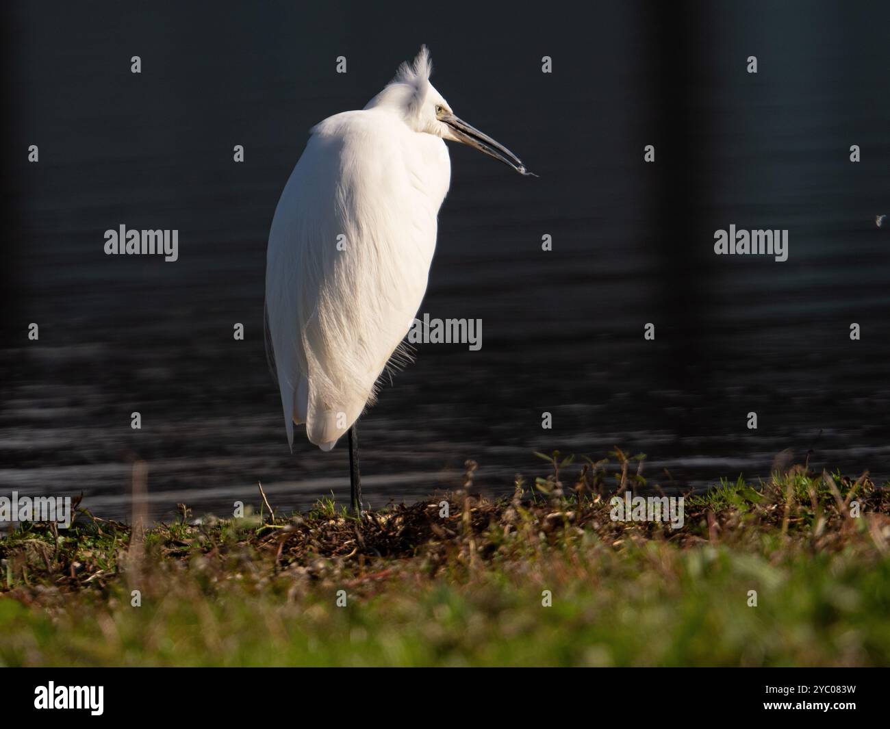 Piccola egretta che posa sotto il sole [Egretta Garzetta] a Slimbridge WWT nel Gloucestershire, Regno Unito Foto Stock