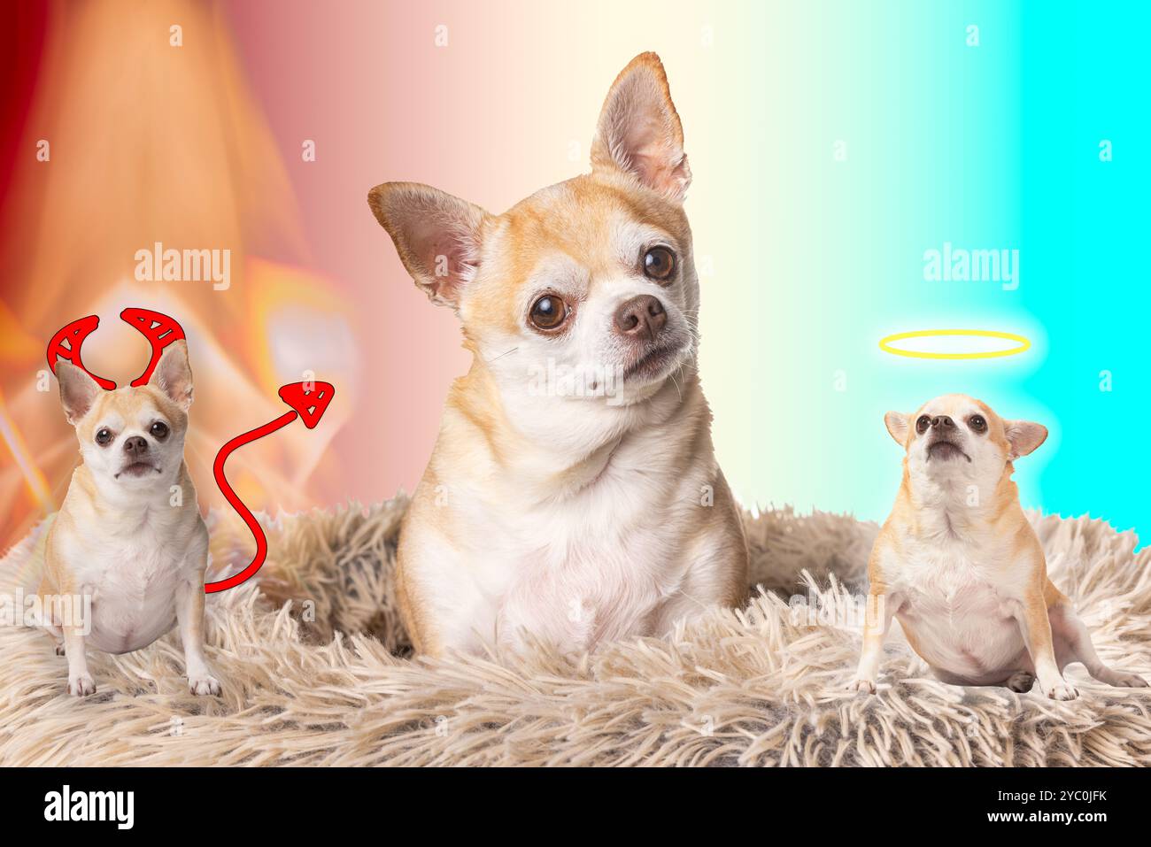 Un cane sta sdraiato su un letto con altri due cani su entrambi i lati come concetto per il bene e il male, uno con un alone e uno con corna e coda. Foto Stock
