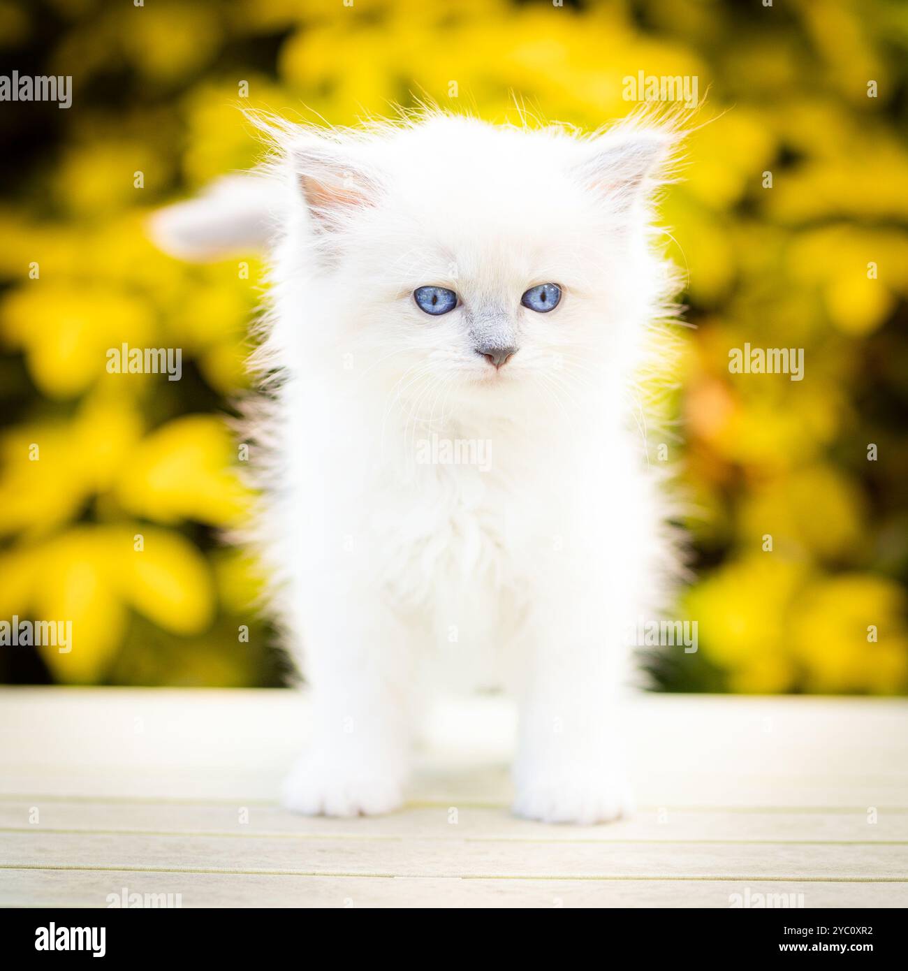 Gattino Ragdoll Blue Mitten Foto Stock