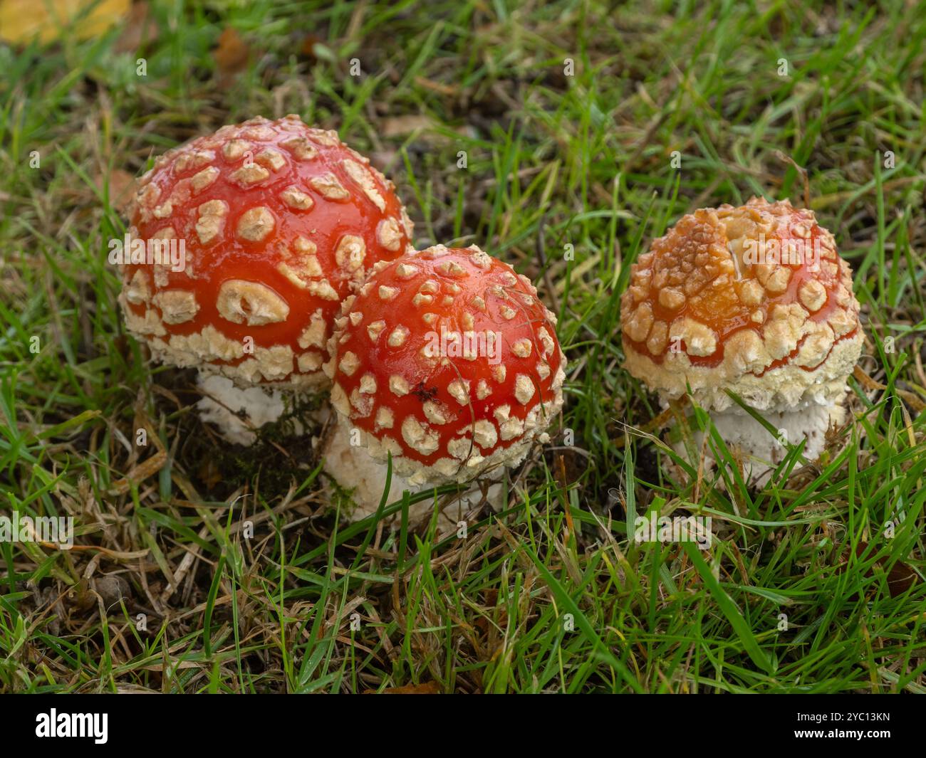 Un gruppo di funghi agarici appena emersi (Amanita muscaria). I tappi sono ancora globosi e non sono appiattiti Foto Stock