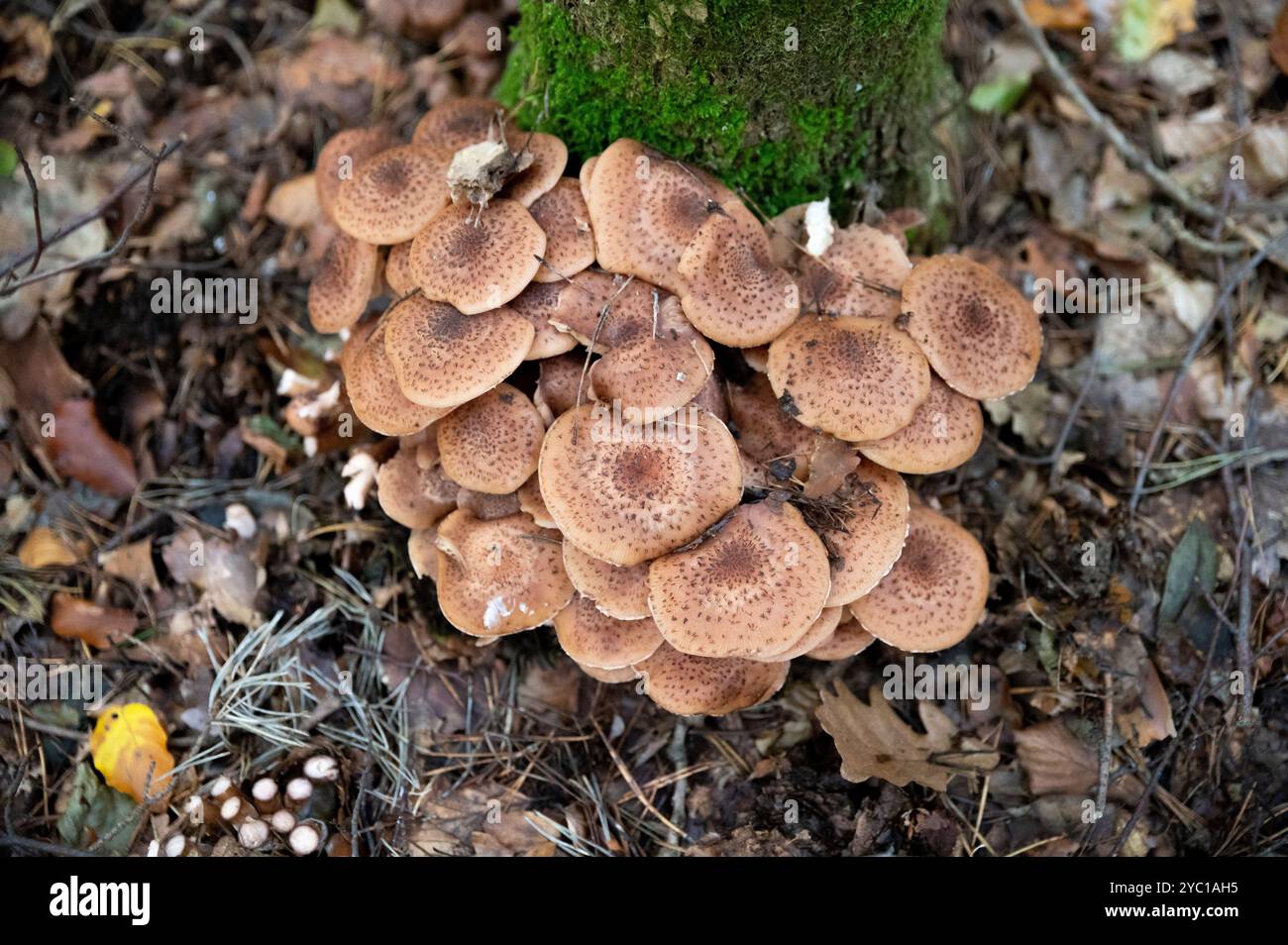 Armillaria mellea, comunemente nota come fungo del miele nella foresta. Foto Stock