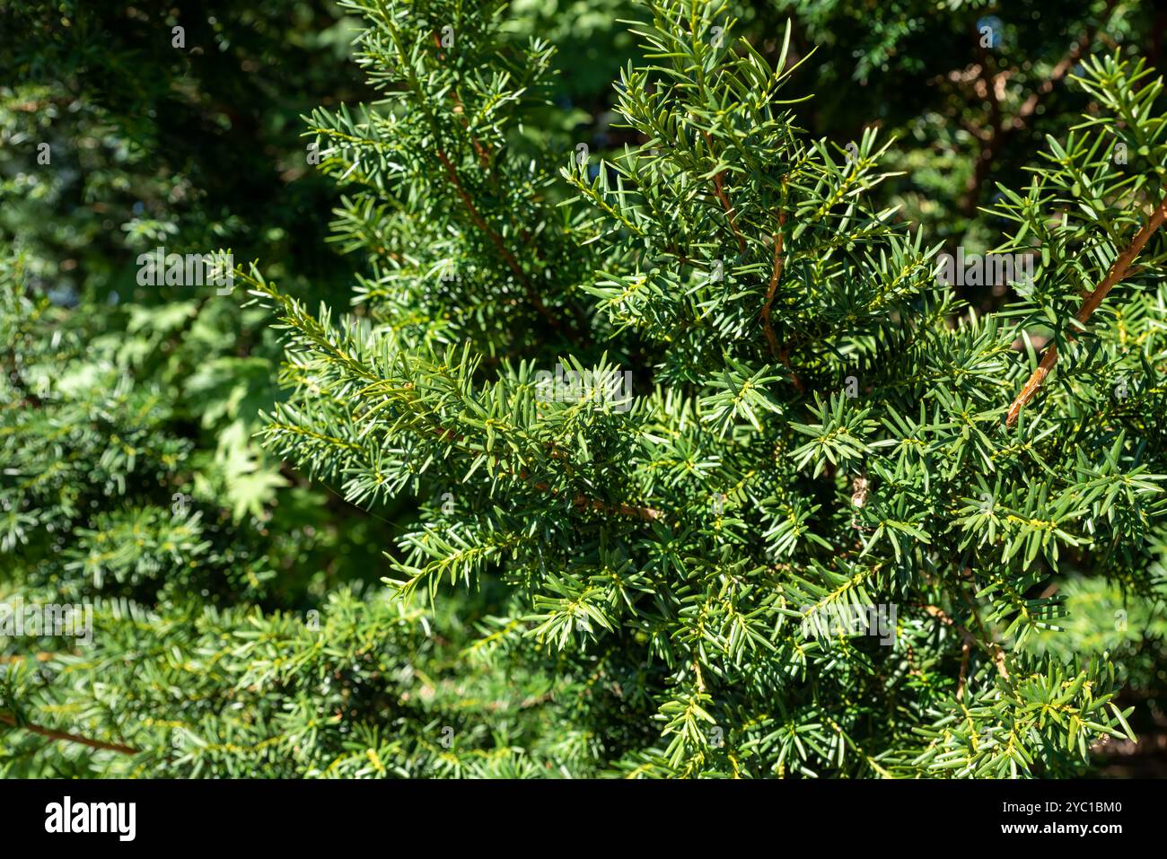 Taxus cuspidata, il tasso giapponese di tasso o di diffusione, che cresce nell'Estremo Oriente della Russia. Senza bacche Foto Stock