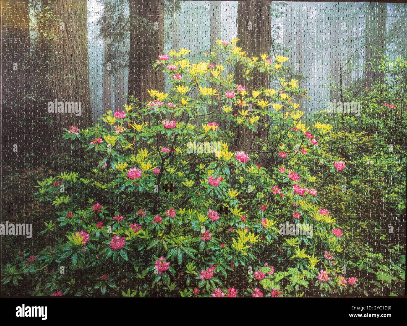 Del Norte Coast Redwoods State Park, CA, USA - 20 ottobre 2024: Puzzle Super Big Ben da 2000 pezzi di dimensioni 67,31 cm x 92,07 cm. Foto Stock