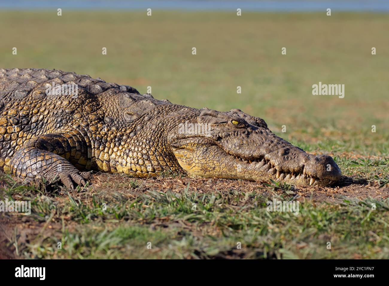 Ritratto di un grande coccodrillo del Nilo (Crocodylus niloticus) che si crogiola, Parco Nazionale del Chobe, Botswana Foto Stock