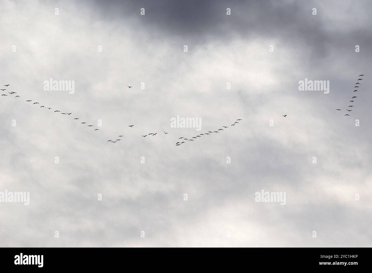 Gru nel cielo, settembre, Meclemburgo-Pomerania occidentale, Germania, Europa Foto Stock