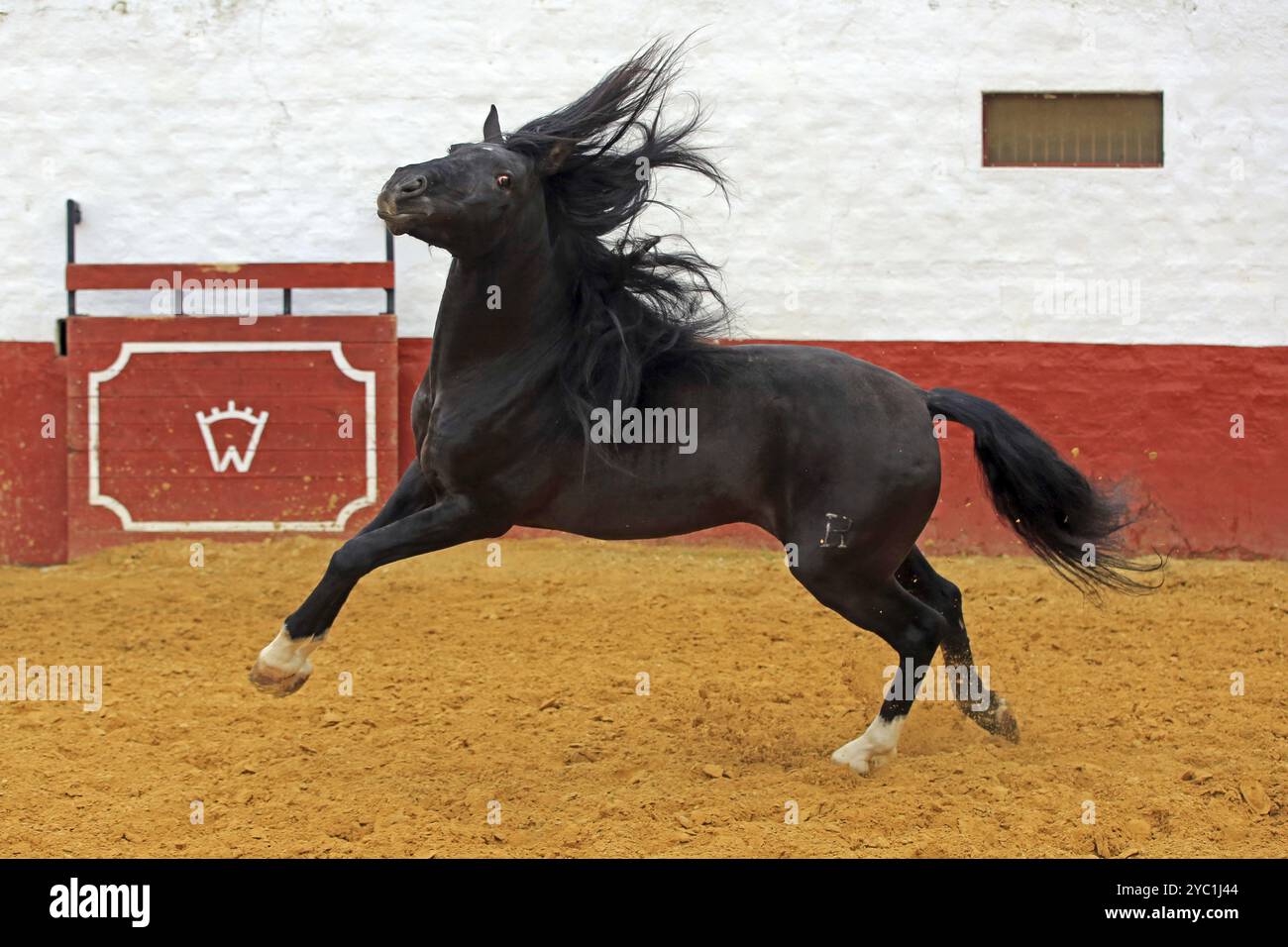 Cavallo andaluso, salto, arena, cavallo nero, cavallo nero Foto Stock