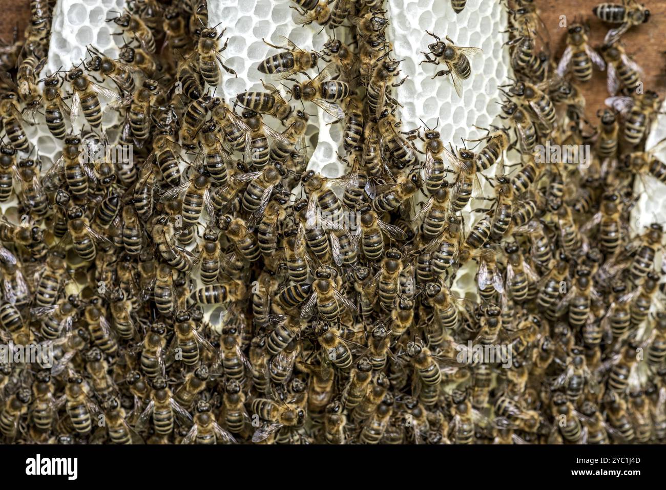 Colonie di api, molte api, api mellifere occidentali o europee (Apis mellifera), costruzione selvaggia di favi naturali al di fuori dell'alveare, cera d'api, fresco, bianco Foto Stock