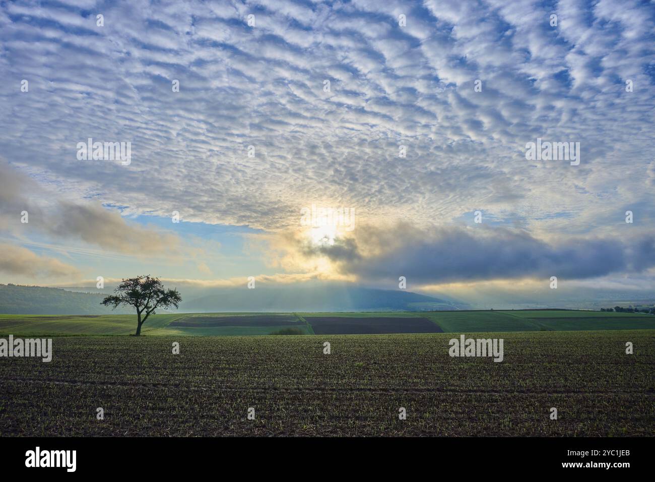 Un melo solitario (Malus domestica), in un campo all'alba, circondato da un cielo spettacolare e da raggi di luce, autunno, Eichelsbach, Elsenfeld, Spessart, BA Foto Stock