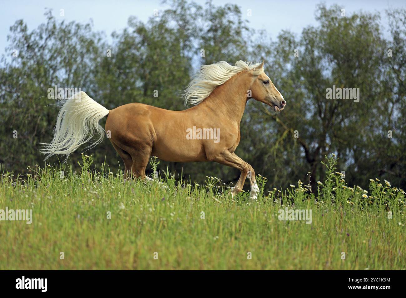 Andaluso, correndo, dun, cavallo Foto Stock
