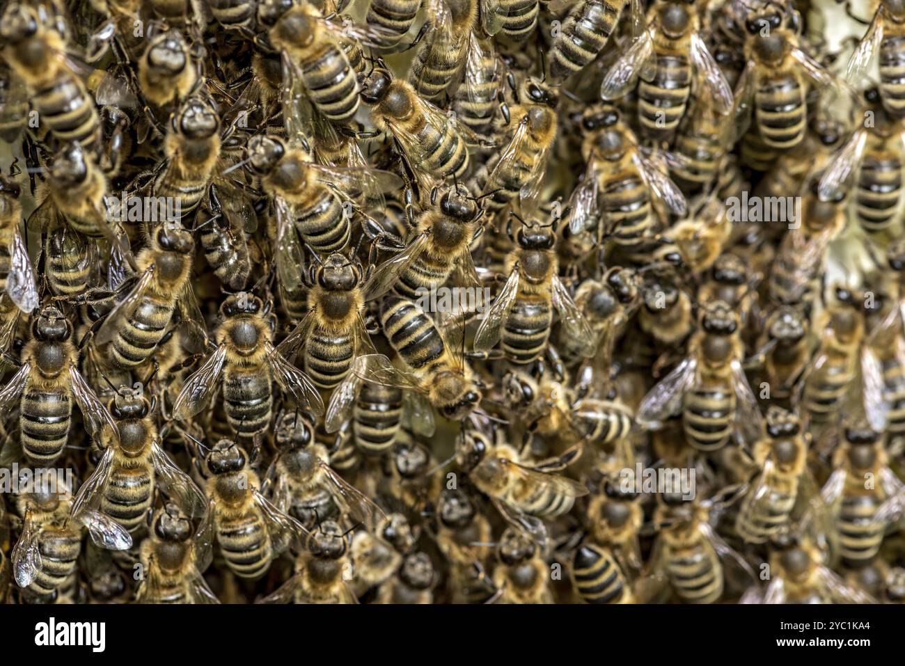 Colonie di api, molte api, api mellifere occidentali o europee (Apis mellifera), costruzione selvaggia di favi naturali al di fuori dell'alveare, cera d'api, fresco, bianco Foto Stock