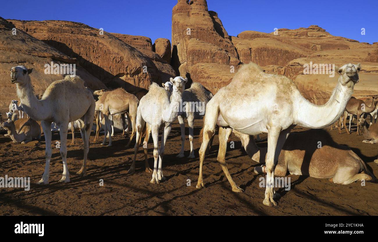 Cammello, cammelli, (Camelidae), riposo, deserto, animali, animali, mammiferi, mammiferi, vari gruppo, carovana, mezzi di trasporto, regno. Arabia Saudita, metà Foto Stock