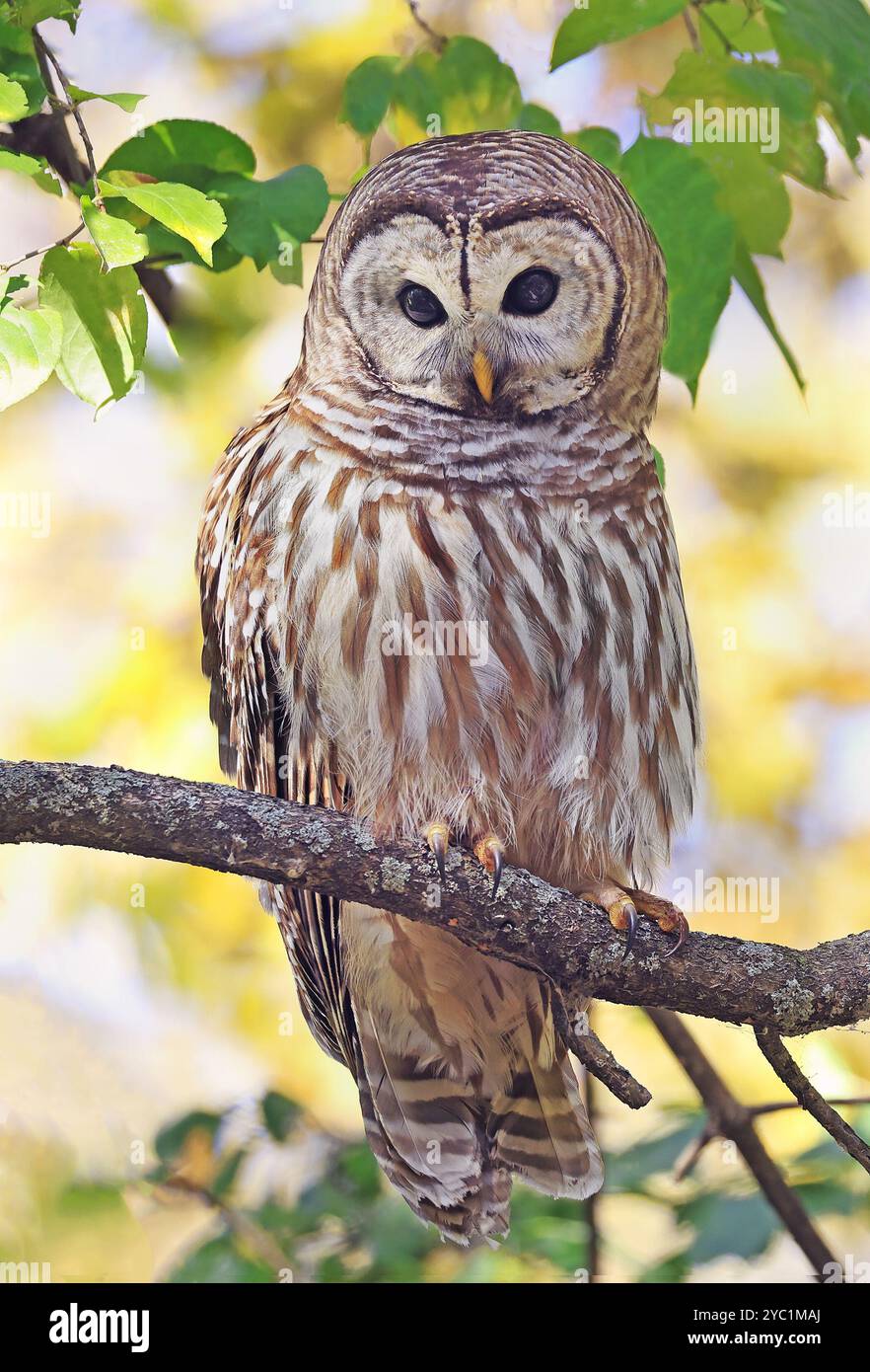 Barred Owl in piedi su un ramo d'albero con sfondo giallo autunnale, Quebec, Canada Foto Stock