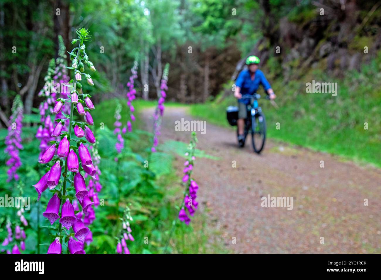 Pedalando oltre i fiori foxglove sulla Great Glen Way Foto Stock