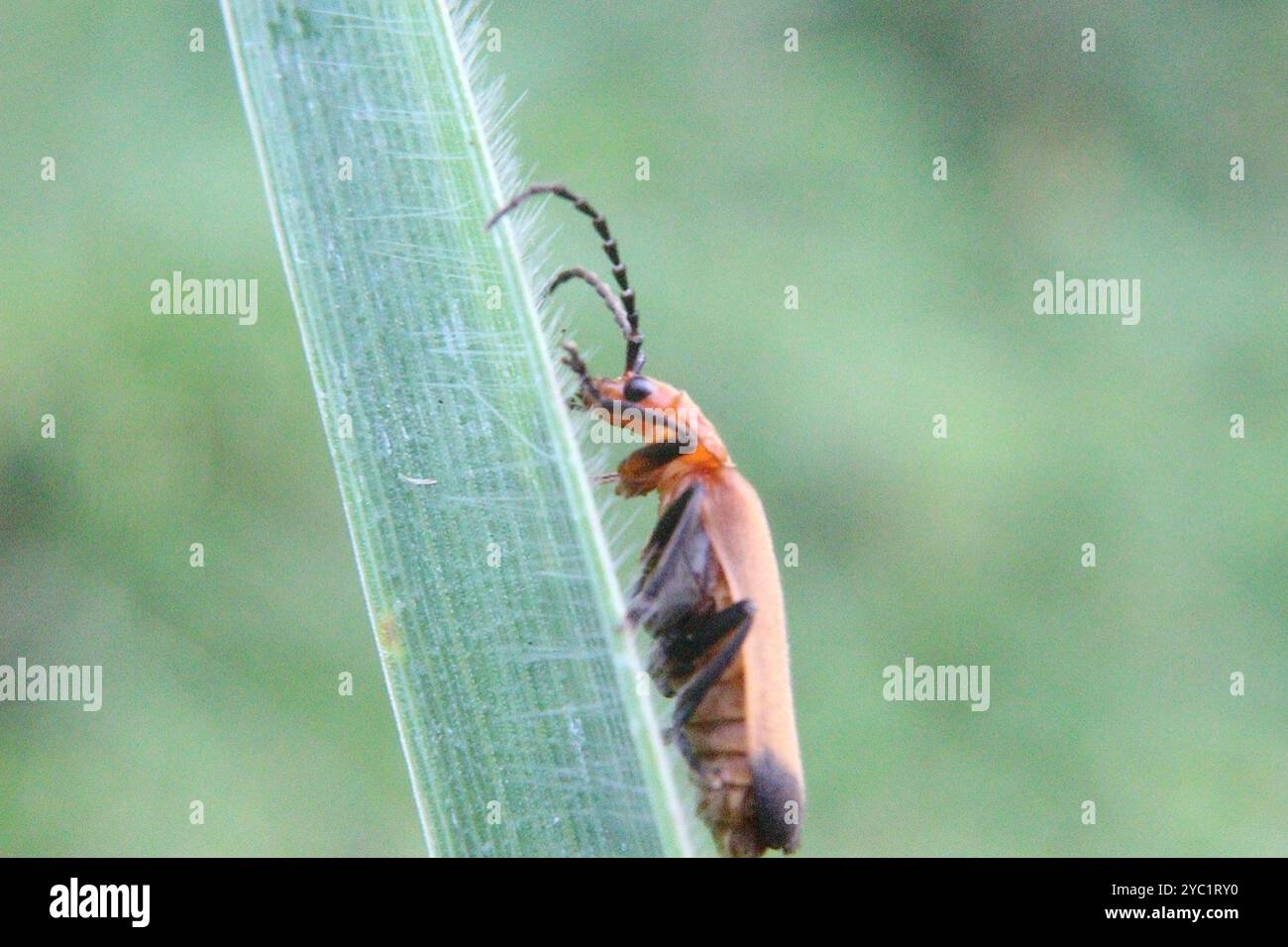 Primo piano foto macro di insetto (coleotteri da soldato rosso) appollaiato su foglie su sfondo sfocato Foto Stock