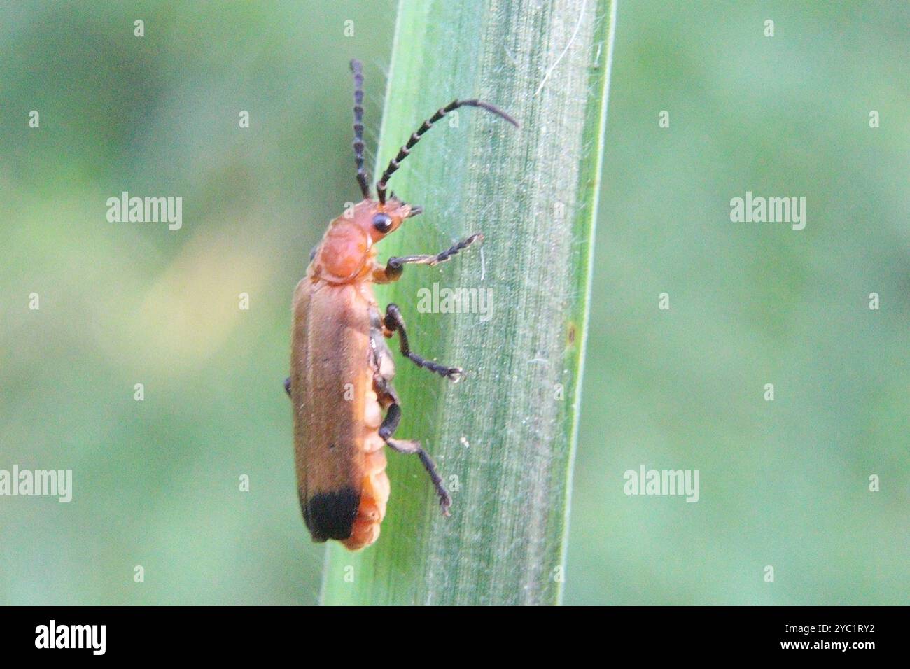 Primo piano foto macro di insetto (coleotteri da soldato rosso) appollaiato su foglie su sfondo sfocato Foto Stock