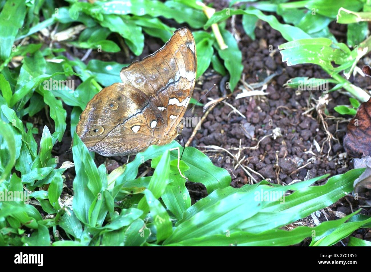 Foto ravvicinata di Xanthotaenia, la farfalla della ninfa a banda gialla che si trova principalmente a Sumatra e Borneo, nelle foreste pluviali tropicali Foto Stock