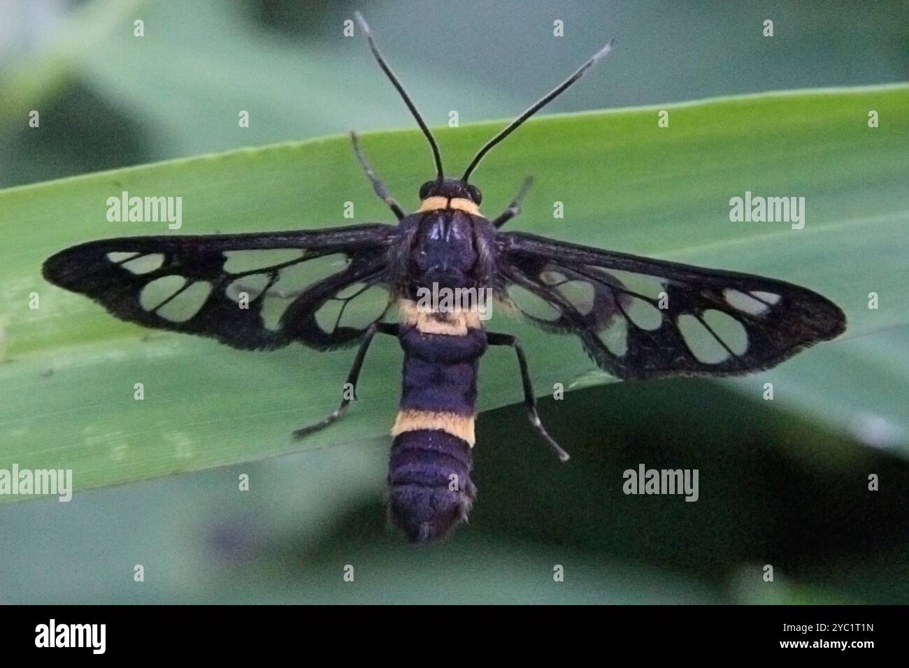 Foto macro di primo piano di Moth ancella che si arrocca sulle foglie Foto Stock