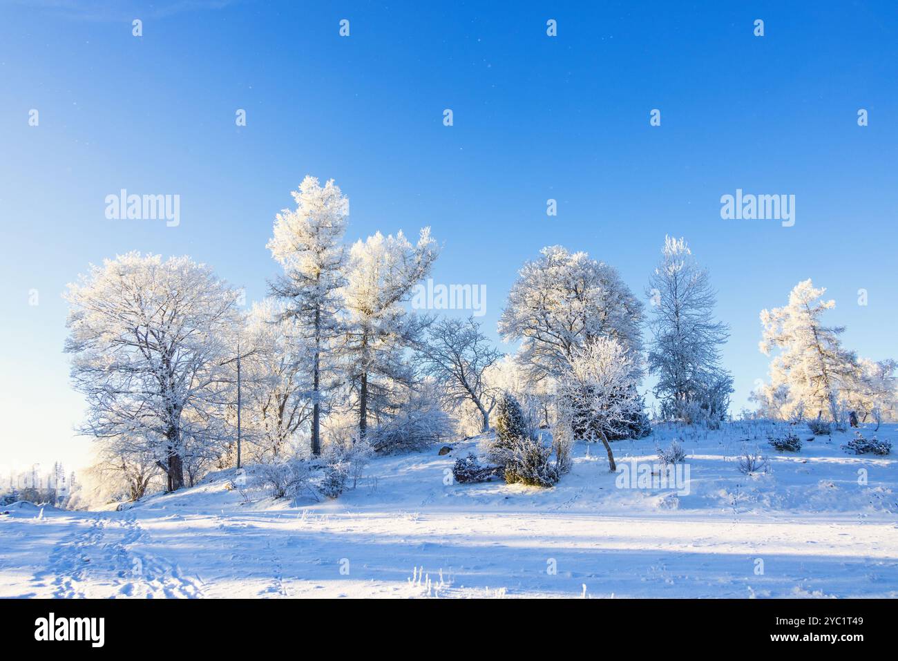 Albero con parrucchiere su una collina una fredda giornata invernale nevosa Foto Stock