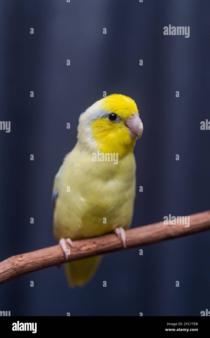 Bellissimo piccolo e carino uccello pappagallo Forpus, animale esotico Foto Stock