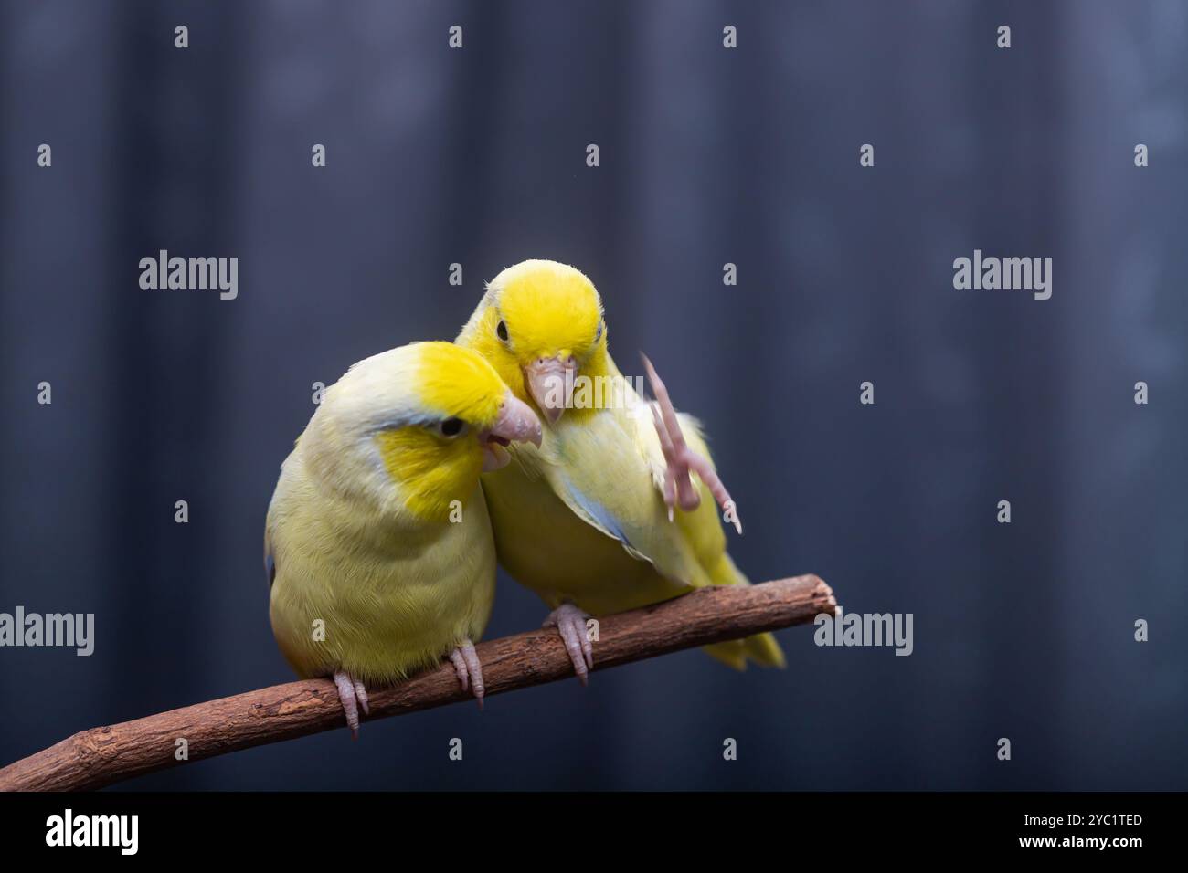 Bellissimo piccolo e carino uccello pappagallo Forpus, animale esotico Foto Stock